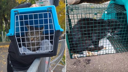 Asociația TNR luptă să salveze cât mai multe animale din blocul afectat de explozie în Rahova. Zeci de pisici capturate / Printre animalele salvate se află „Picioruș”, motanul cu trei piciorușe