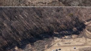 Două hectare din Pădurea Hoia, din Cluj – Napoca, au fost complet tăiate / Suspiciuni de defrișări ilegale / Autoritățile au demarat controale