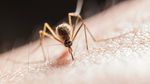 De ce nu ar trebui să te scarpini după o înțepătură de insectă? Cercetătorii explică mecanismul din spatele mâncărimii