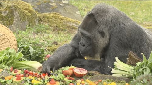 O gorilă de la Zoo Berlin, considerată cea mai vârstnică din această specie, a ajuns la 67 de ani