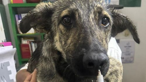 Alt caz revoltător la Târgu Jiu: Hingherii au încercat să captureze un cățel, dar acul de la seringa cu tranchilizant i s-a înfipt în nas. Oamenii au plecat și l-au lăsat în mijlocul străzii