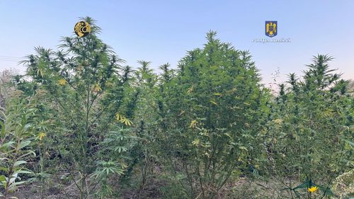 FOTO Culturi de canabis pe malul râului Hârtibaciu, în județul Sibiu / Doi bărbați au fost arestați pentru trafic de droguri de mare risc