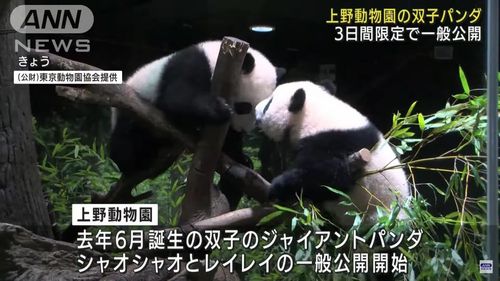 VIDEO Doi pui gemeni de panda şi-au făcut debutul la grădina zoologică din Tokyo