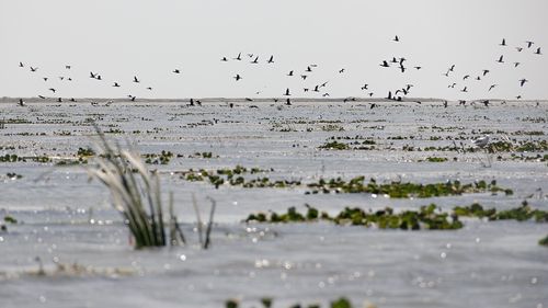 O specie agresivă de peşte, somnul african, găsită în Delta Dunării. Într-o singură zi au fost capturate 10 exemplare / Specialiştii avertizează că acesta ar putea afecta celelalte specii de peşte din Deltă
