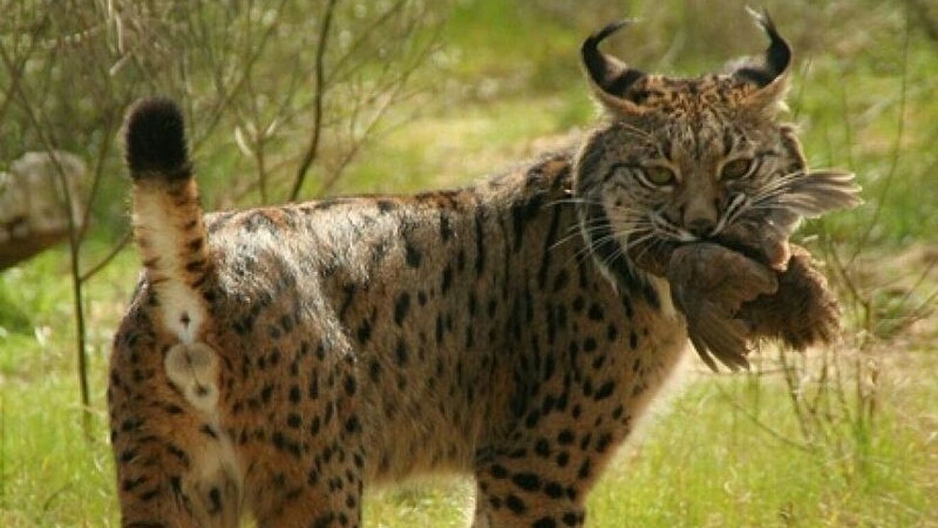 Râsul iberic, una dintre cele mai rare feline din lume, nu mai este pe cale de dispariție