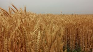Rusia suspendă exportul de grâne până la 1 iulie. Anunțul a fost făcut de Ministerul Agriculturii