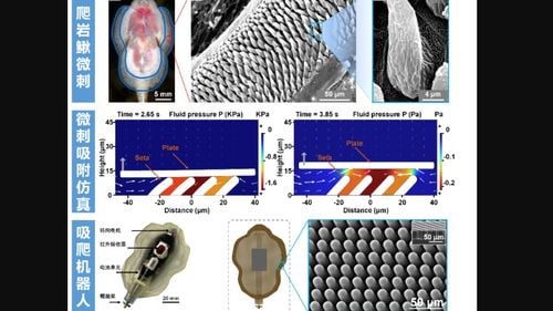 O echipă de cercetători chinezi s-au inspirat din abilitatea unor peşti de a se „căţăra” pe stânci și au dezvoltat un robot subacvatic capabil să se atașeze și să alunece sub apă cu o viteză impresionantă