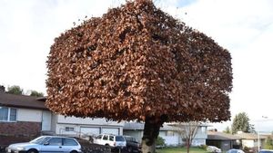 Tehnică nouă de toaletare a arborilor aplicată în Sibiu: Vor avea coroana dreptunghiulară / ”După toaletare şi fixarea cadrului, noua formă a coroanei va rezulta în 2-3 ani”