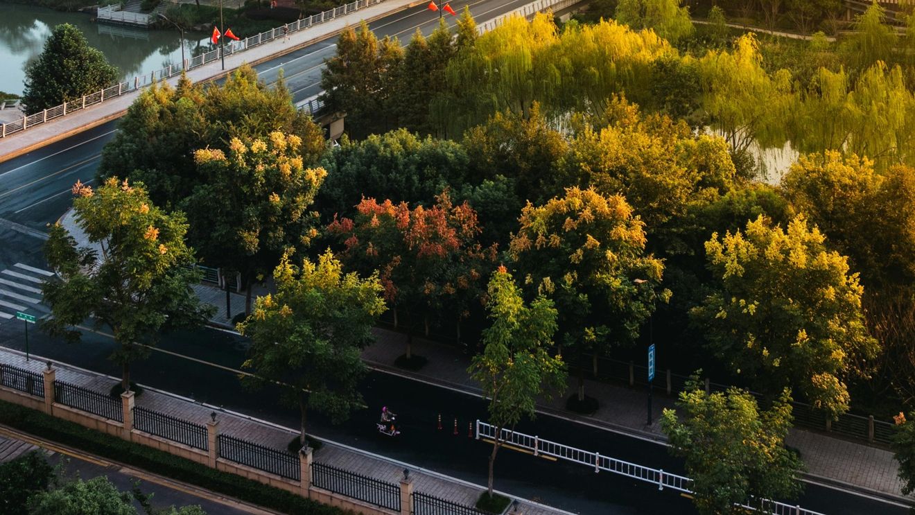 Plantarea mai multor copaci în orașe ar fi putut salva 1,1 milioane de vieți în două decenii, sugerează un studiu