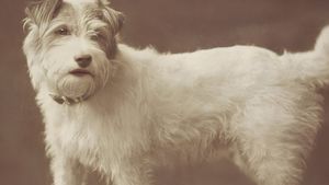 Caesar, câinele regal care a făcut istorie: „Eu aparțin regelui”, comemorat în piatră semiprețioasă de un celebru artist rus, cu ochii din rubin (FOTO)