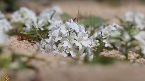 Botaniștii au identificat 33 de locuri pe planetă unde se găsesc mii de specii de plante necunoscute, majoritatea în pragul extincției. Ar putea conține indicii pentru viitoare descoperiri de medicamente, combustibili sau alte inovații