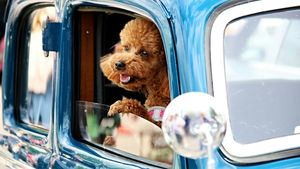 Reguli noi pentru călătoria cu animalele de companie în Europa. Legea se aplică din 22 aprilie 2026