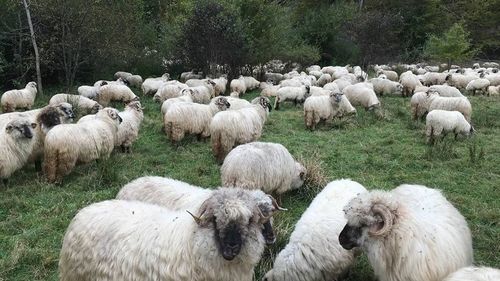 Tradiții adaptate la pandemie: Ciobanii din Bistrița trebuie să țină ”măsuratul oilor” respectând ordonanțele militare