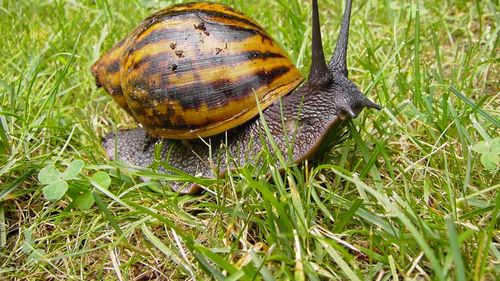 STUDIU Melcii uriaşi africani, de până la 20 de centimetri lungime, sunt animale de companie dăunătoare, avertizează o universitate elvețiană