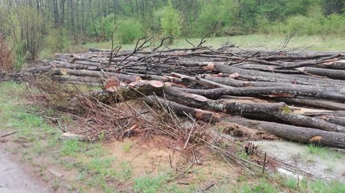 Mihai Goțiu (USR): Dovada că în starea de urgență s-a furat mai mult lemn - număr dublu de transporturi ilegale confirmate în urma apelurilor la 112, comparativ cu anul trecut