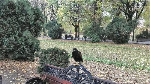 Actrița Andreea Hristu afirmă că a fost bătută în plină zi, în Cișmigiu, fără ca nimeni să intervină