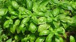 Cum faci ca busuiocul din supermarket să reziste săptămâni întregi / Sunt zeci de răsaduri de busuioc înghesuite într-un singur recipient / Trucul care îi oferă o nouă șansă