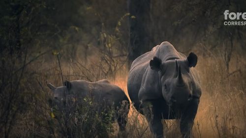Rinocerii negri revin într-un parc natural din Zimbabwe, la 30 de ani după ce au fost strămutaţi din cauza braconierilor