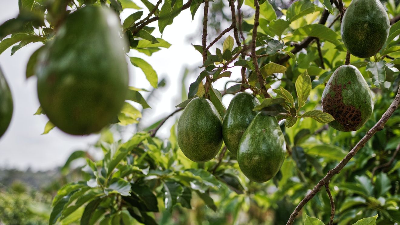 Zeci de persoane au fost arestate în Spania pentru utilizarea apei din puţuri ilegale pentru a cultiva fructe subtropicale, în timp ce ţara este afectată de secetă