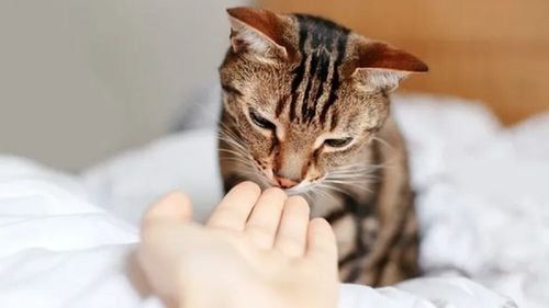 De la voce și privire la miros: cum „citesc” pisicile oamenii? Știința abia acum începe să înțeleagă acest fenomen