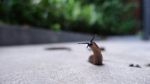 Clientul unei terase sibiene a găsit un melc în salată / Reacția conducerii: O dovadă vie a naturii noastre ecologice. Pentru a controla limacșii, folosim rațe indiene, dar unul a scăpat neobservat