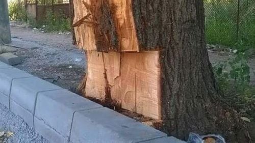 FOTOGRAFIA ZILEI Copacii din Slatina, ciopliți pentru a face loc bordurilor