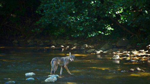 Pe lângă urși, Poiana Brașov e vizitată și de lupi / În pădurile municipiului ar trebui să fie 6 lupi, dar sunt aproximativ 20
