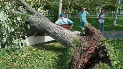 VIDEO Un copac s-a prăbuşit peste un bărbat care stătea pe o bancă în parcul Esplanadei din Slatina/ Fostul șef al Gărzii de Mediu, Octavian Berceanu, susține că rădăcinile erau foarte putrezite