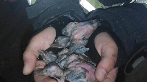 VIDEO FOTO Pui de ciocănitoare, salvați de pompierii timișoreni / O asociație pentru drepturile animalelor îi va îngriji / Mama puilor murise lângă copac