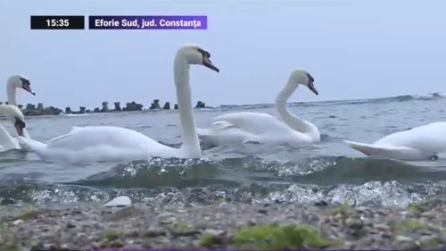 VIDEO În lipsa oamenilor, lebedele de la Eforie Sud au migrat spre alte zone