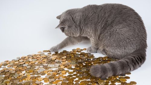 Scumpirile afectează viața stăpânilor de animale. Cât de greu a devenit să crești un animal de companie