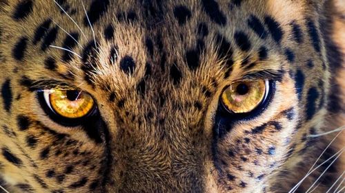 Un leopard scăpat de la ZOO, prins într-un hotel, în Indonezia / În august, de la aceeași grădină zoologică a mai fugit un leopard