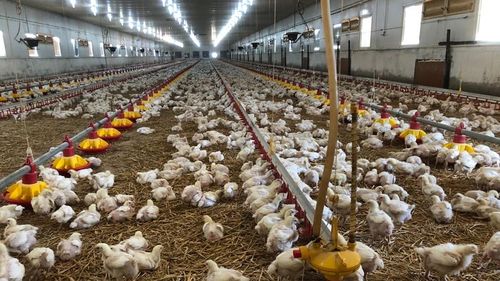 Focar de gripă aviară, descoperit într-o exploataţie comercială cu 33.000 de găini din judeţul Giurgiu