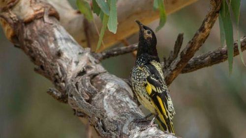 VIDEO O specie de păsări pe cale de dispariţie, mâncătorul de miere regal, şi-a ''uitat propriul tril''/ Cercetător: Nu au şansa să stea împreună cu alte păsări din aceeaşi specie / Aşa că ajung să înveţe cântecele altor specii