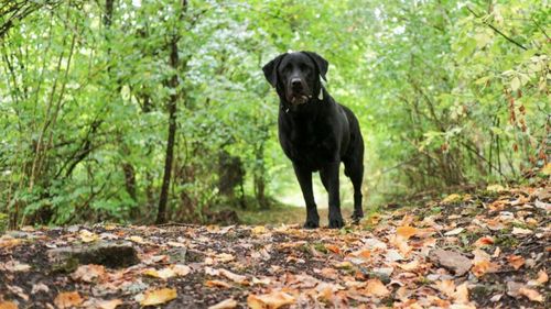 Plimbări în siguranță: Află ce plante de toamnă trebuie să eviți pentru a-ți feri câinele de otrăvire