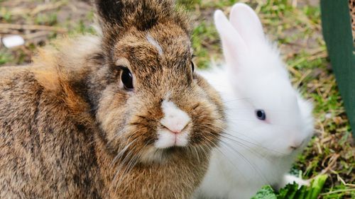 Un oraș din Florida se confruntă cu "invazia" a zeci de iepuri care s-au înmulțit necontrolat după ce au fost abandonați pe străzi