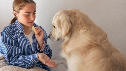 Cum trebuie să-i vorbești câinelui tău, potrivit științei. Studiile din ultimele două decenii arată că tonul vocii și gesturile noastre activează instincte vechi de 30.000 de ani