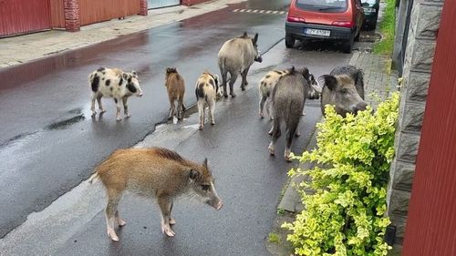 Tot mai mulți mistreți se plimbă pe străzile orașului Cracovia / Autoritățile fac apel la locuitori să nu mai hrănească animalele sălbatice / Viceprimar: Avem deja mistreți urbani, care s-au născut în oraș