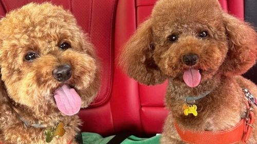 Dennis Man, omul meciului în victoria României cu Kosovo, are acasă doi blănoși speciali care îi fac galerie la fiecare meci