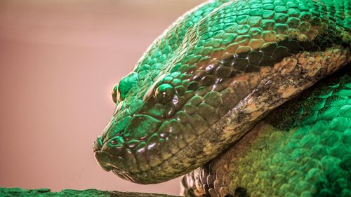 Descoperire uluitoare în Italia: anaconde de 5 metri și un caiman, ascunse într-un bloc de locuințe / Proprietarul, de negăsit