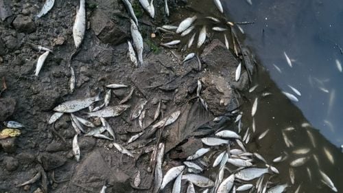 Știuci de mari dimensiuni, prinse cu mâna pe Cibin, în Sibiu, în urma poluării / Pescar: ”Am văzut la mal, luptând după oxigen, foarte mulți pești”