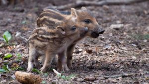 Mistreţi pe străzile Clujului / Nu sunt cazuri singulare. Încă de acum vreo 7-8 ani aveam probleme” / ”Pericolul real apare când animalele sunt rănite sau încolţite”