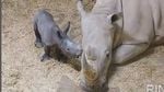 Naștere rară a unui pui de rinocer alb în Spania, o adevărată speranță pentru această specie amenințată