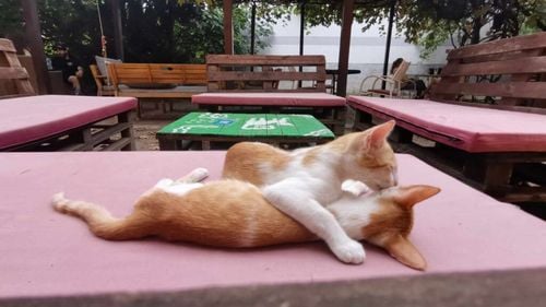 VIDEO&FOTO La Pisici: cafeneaua din Timișoara unde poţi savura o băutură și îmbrățișa o pisică. Loc creat pentru salvarea felinelor abandonate