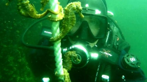 VIDEO Pauza de respirație: Zeci de căluți de mare filmați în Mare Neagră de un scafandru militar