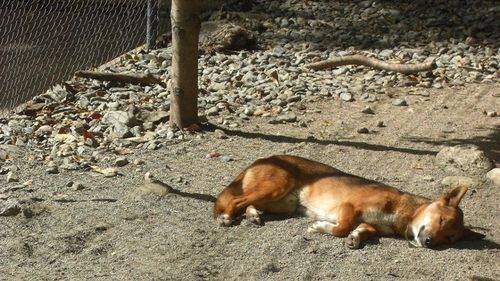 Câini sedați și abandonați în Năvodari / Cazul a intrat în atenția Poliției Animalelor / Potrivit unei martore, câinii au fost aduşi cu o autoutilitară galbenă, care a părăsit zona imediat