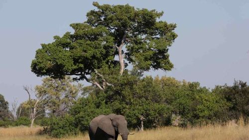 Autorităţile din Botswana solicită sprijin internațional pentru a stabili cauza morții a 162 de elefanți, în Delta Okavango