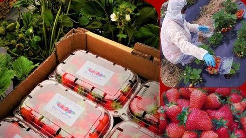 Povestea unei familii care a lăsat Bucureștiul pentru a cultiva căpșune și cireșe într-o comună din Giurgiu și pe care criza sanitară a adus-o mai aproape de cumpărători