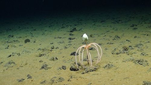 Specii "foarte sensibile", cu o arie de răspândire limitată, identificate de cercetători în adâncimile Pacificului