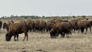 Zeci de cadavre de bizoni, căprioare și cerbi descoperite la ferma din comuna clujeană Recea Cristur / Animalele ar fi murit din cauza subnutriției